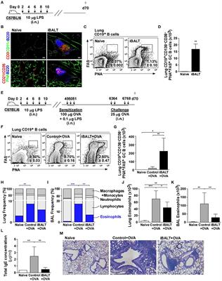 Inducible Bronchus–Associated Lymphoid Tissue (iBALT) Attenuates Pulmonary Pathology in a Mouse Model of Allergic Airway Disease